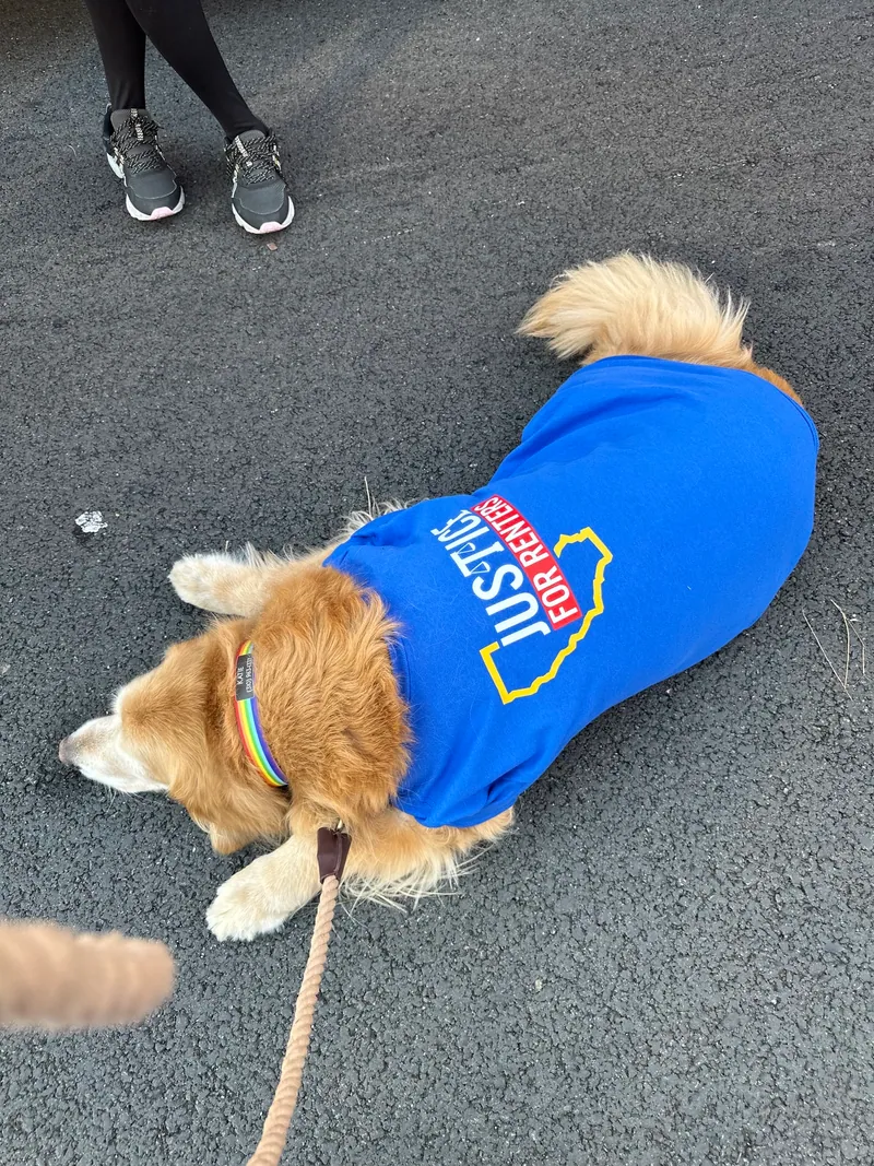 A golden retriever wearing a Justice for Renters T-shirt.