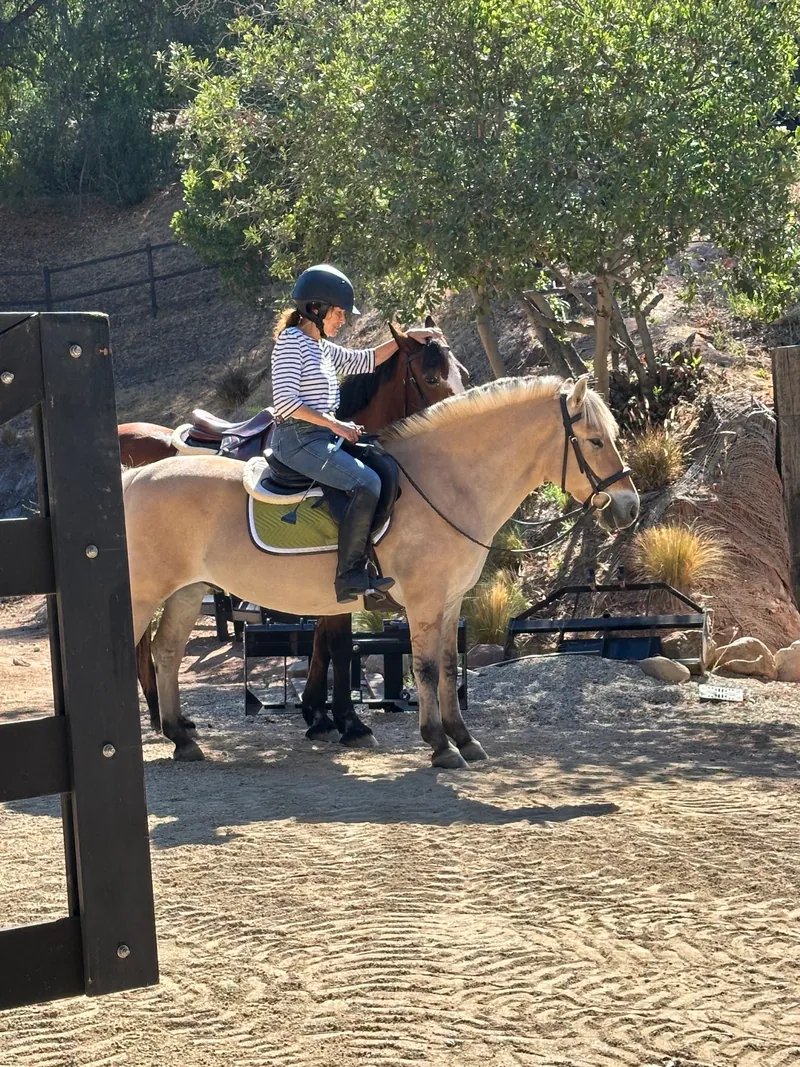 Sue Himmelrich riding a horse in a sunlit arena.